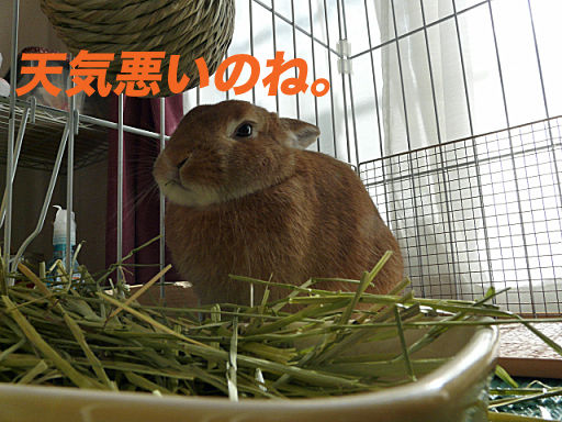 P1120207のコピー