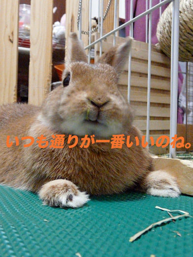 P1110621のコピー