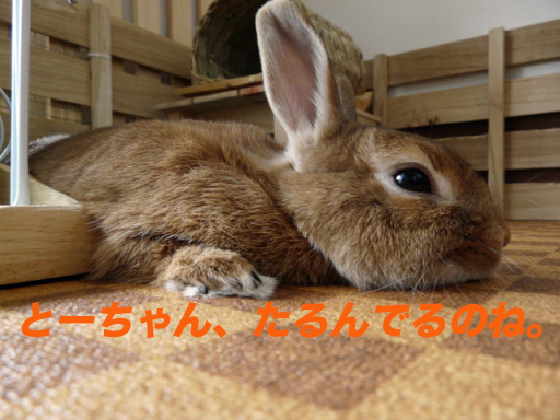 P1100184のコピー