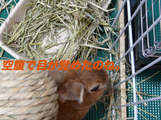 P1100670のコピー