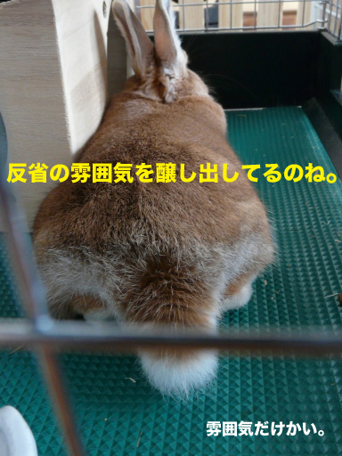 P1060541のコピー