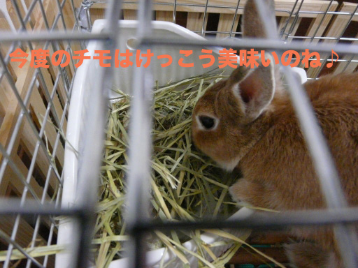 P1060062のコピー