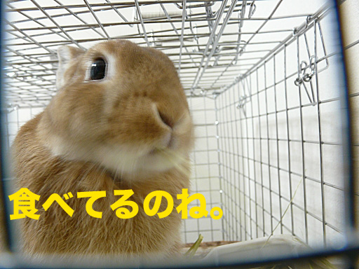P1070200のコピー