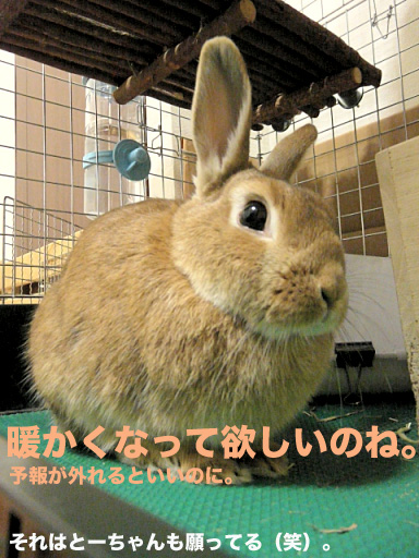 P1090355のコピー