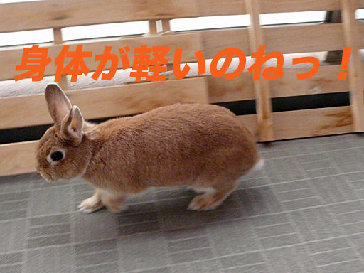 P1120619のコピー