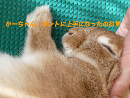P1130170のコピー