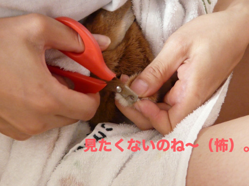P1050806のコピー