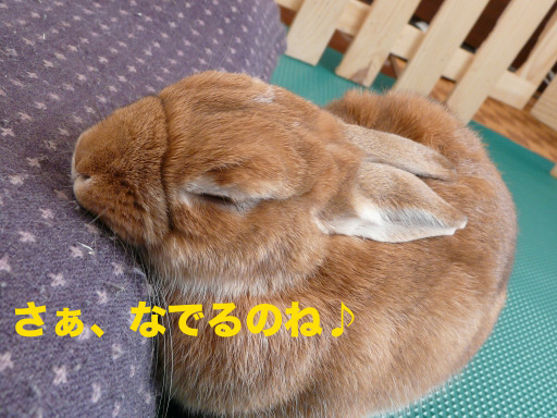 P1080559のコピー