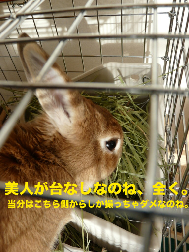 P1080487のコピー
