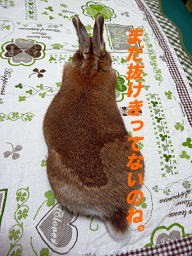 P1130898のコピ