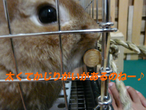 P1140459のコピ