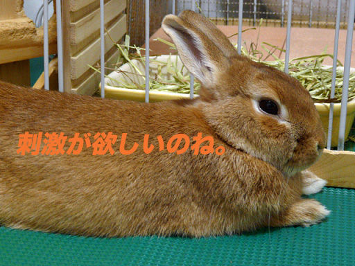 P1110640のコピー