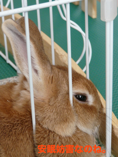 P1050949のコピー