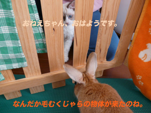P1120654のコピー