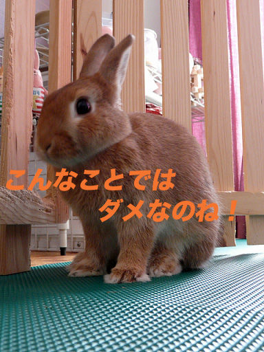 P1110602のコピー