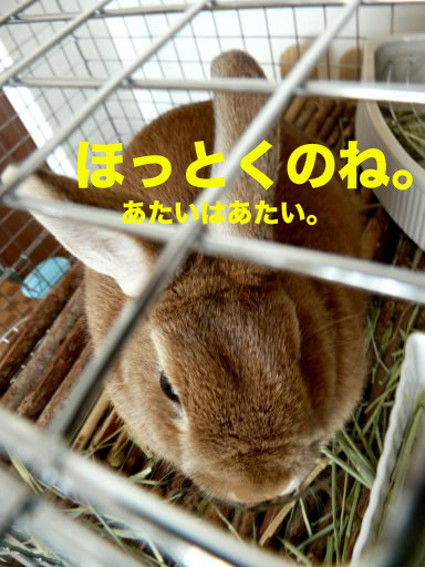 P1080227のコピー