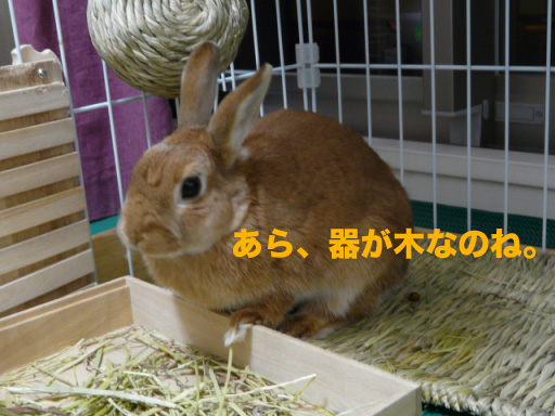 P1090019のコピー