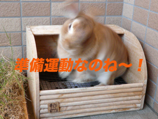 P1110837のコピー