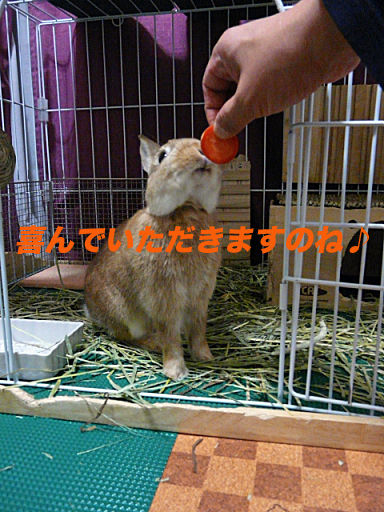 P1130193のコピー