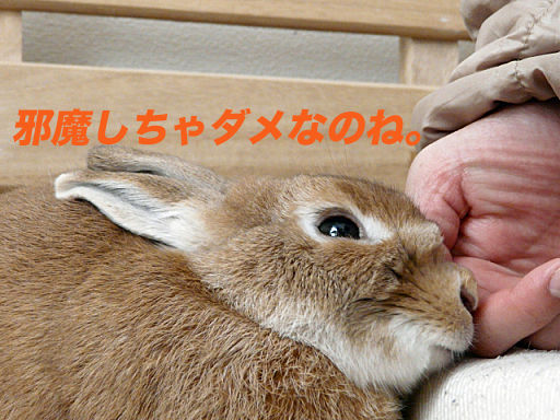 P1120561のコピー