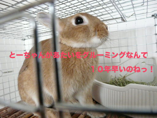 P1050254のコピー