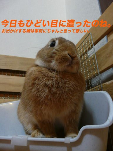 P1130178のコピー