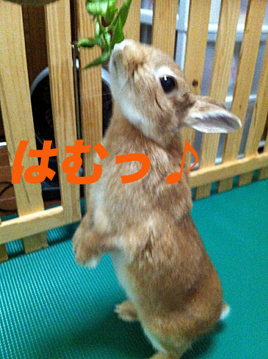 43のコピー