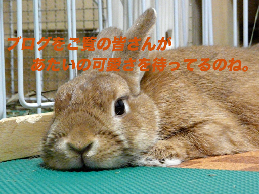 P1110189のコピー