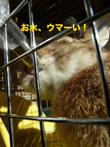 P1070252のコピー