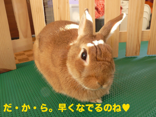 P1080644のコピー