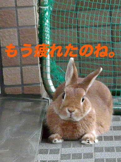 P1160085のコピー