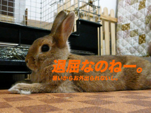 P1140450のコピ