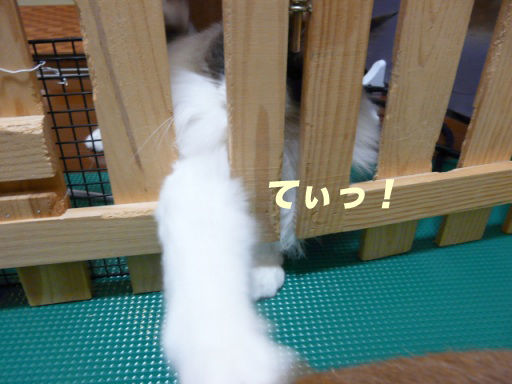 P1150153のコピ