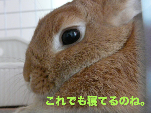 P1060052のコピー