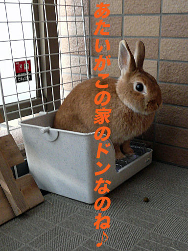 P1120539のコピー