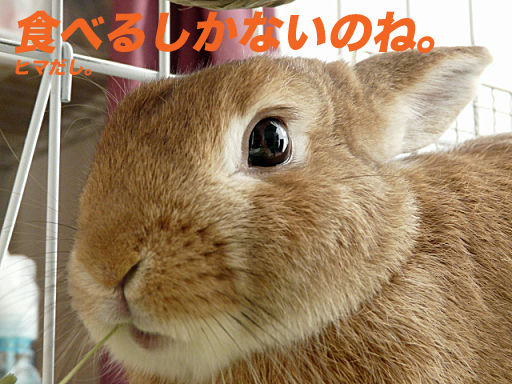 P1120209のコピー