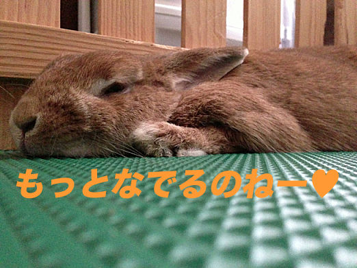 IMG_3831のコピー