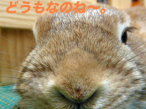 P1100688のコピー