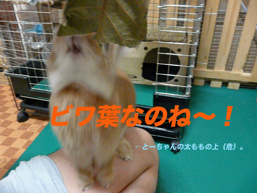 P1110767のコピー