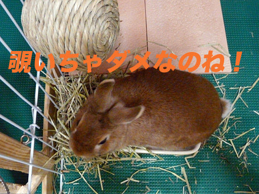 P1110858のコピー