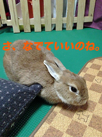 34のコピー