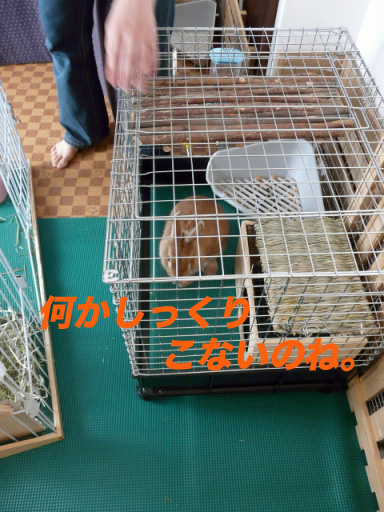 P1100232のコピー
