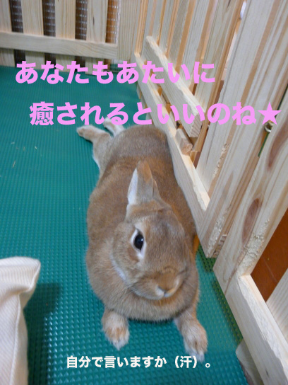 P1030580¤Î¥³¥Ô¡¼