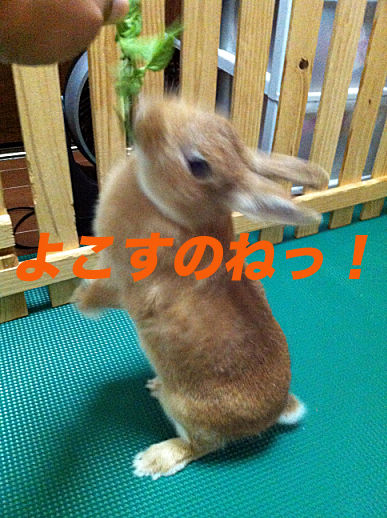 50のコピー