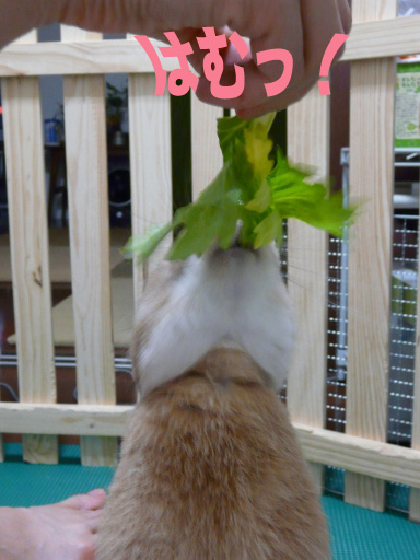 P1050215のコピー