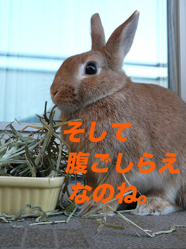 P1110847のコピー