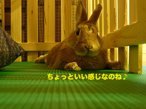 P1060563のコピー