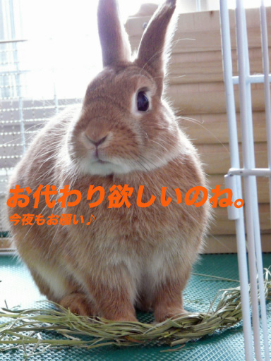 P1100402のコピー