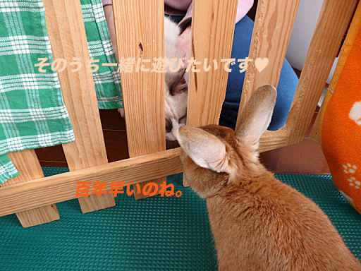 P1120652のコピー
