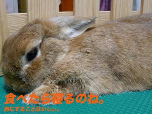 P1100226のコピー